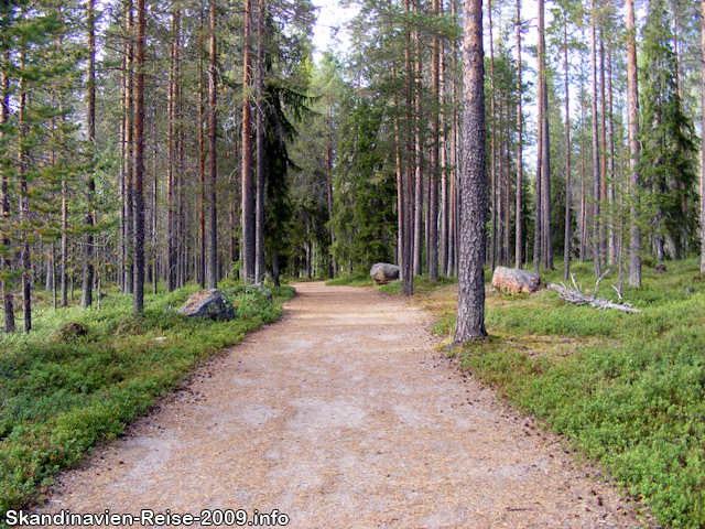 Wald bei Rovaniemi