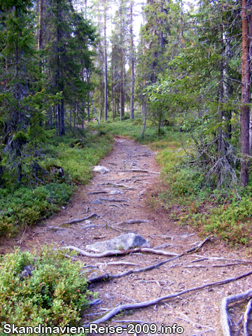 Waldweg bei Rovaniemi