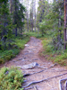 Waldweg bei Rovaniemi