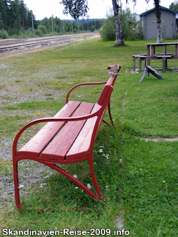 Vogel auf einer Bank