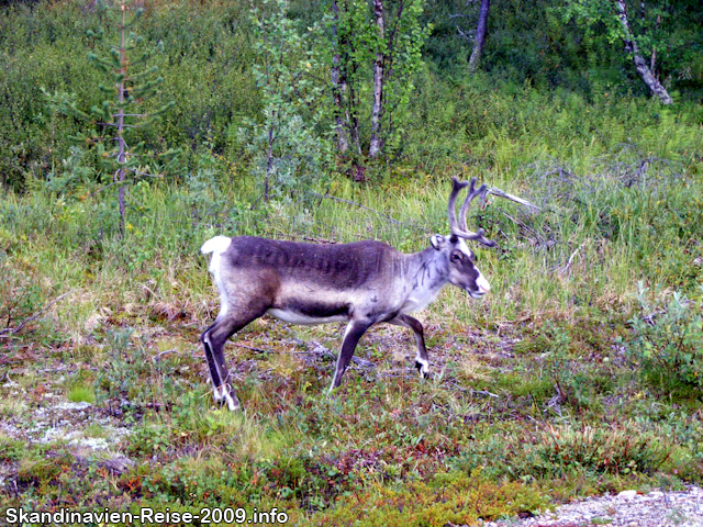 Elch in der nähe von Palojoensuu