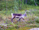 Elch in der nähe von Palojoensuu